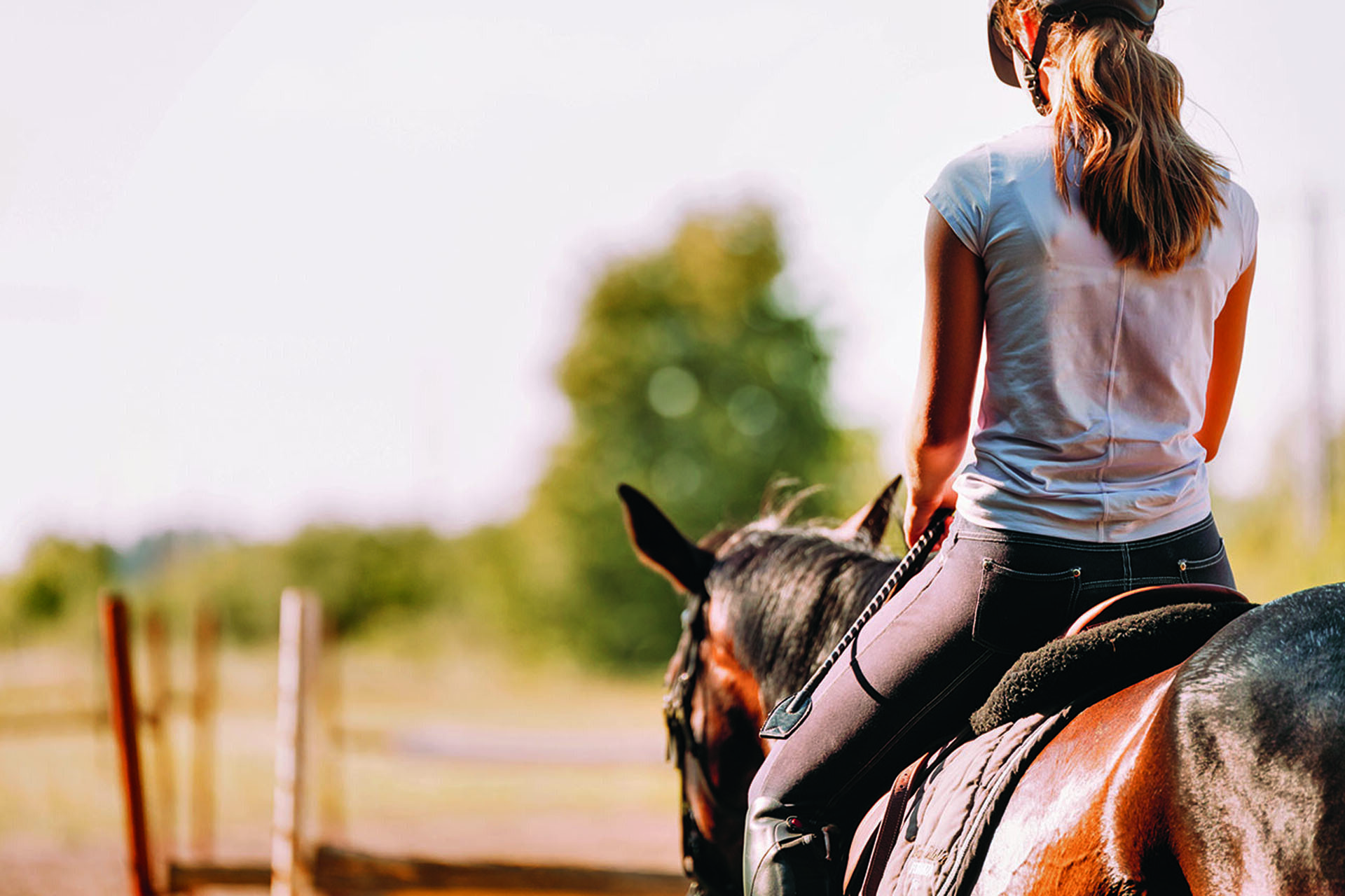 equipement cheval  Equitation, Equipement cheval, Accessoires pour chevaux
