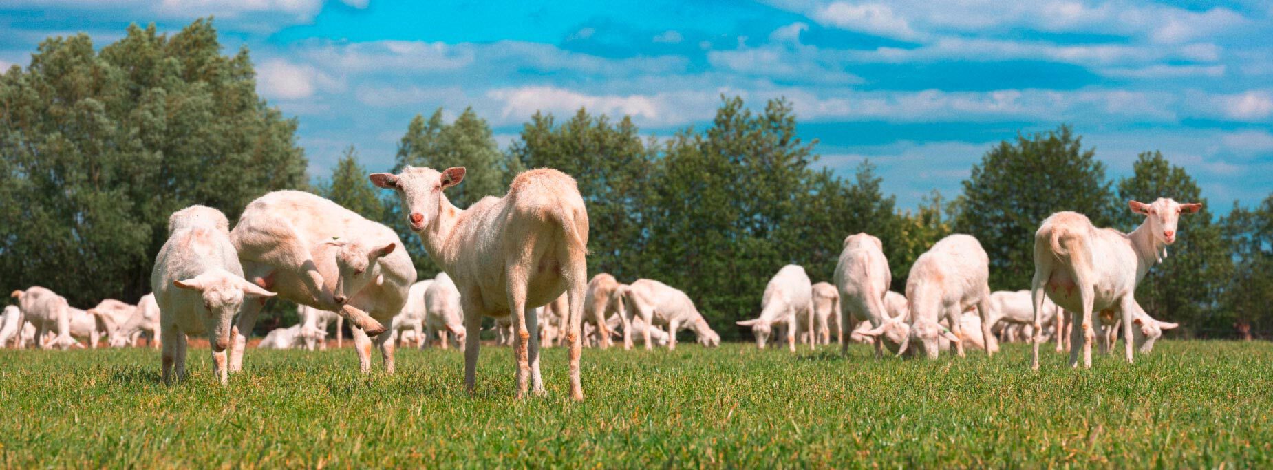Quelle clôture électrique choisir pour l'élevage des chèvres ?