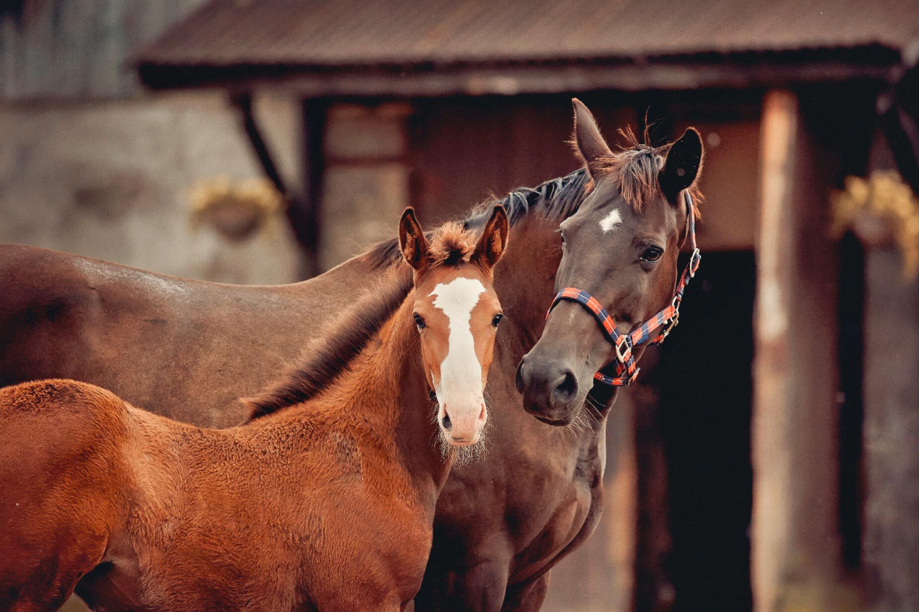 Jument-et-Poulain-centre-equestre