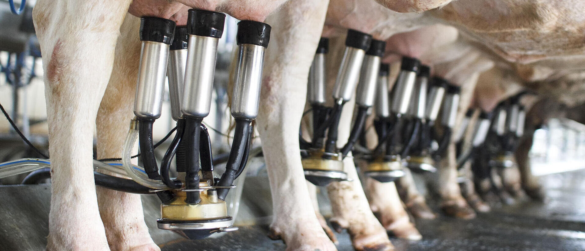 LACME-Conseils-agriculture-elevage-compresseurs-rectangle-robot-traite-02