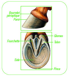 LACME-equipement-cheval-anatomie-pied-cheval