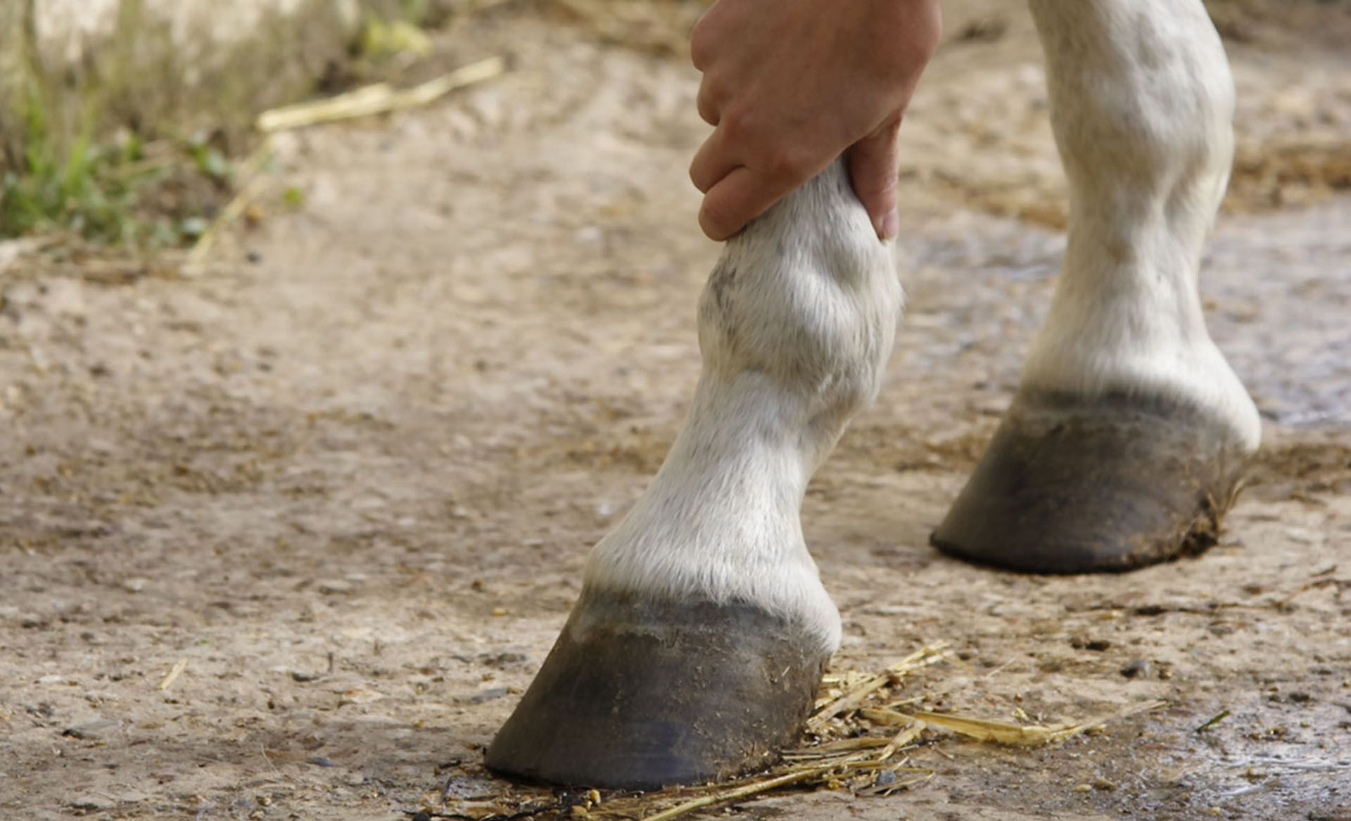 LACME-Produits-Passional-bandeau-cheval-soins-pied-membre-1920x660