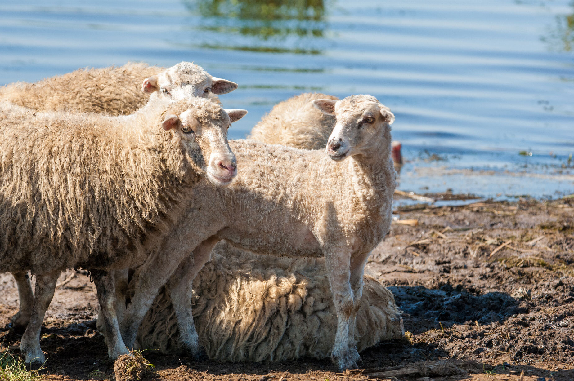 Tondeuse à mouton - Elevage Mouton