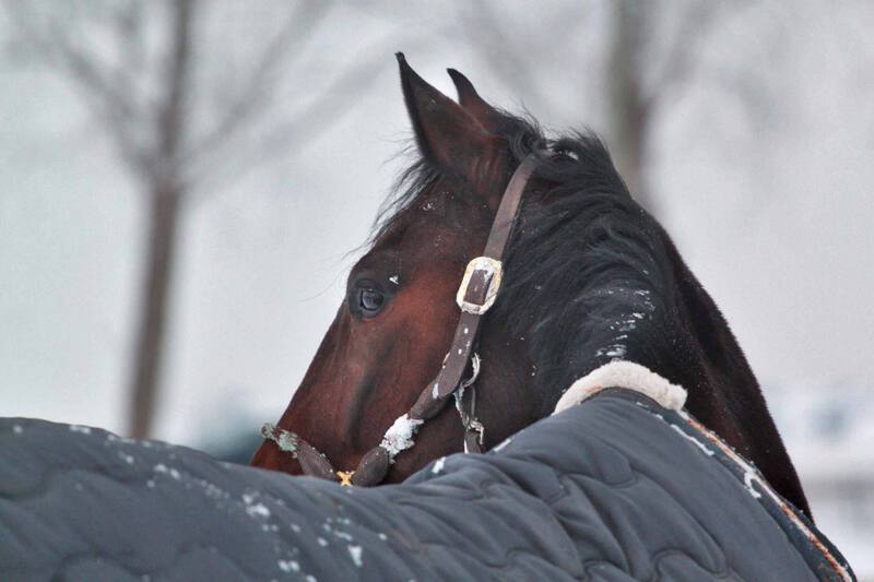 Cheval-dans-la-neige