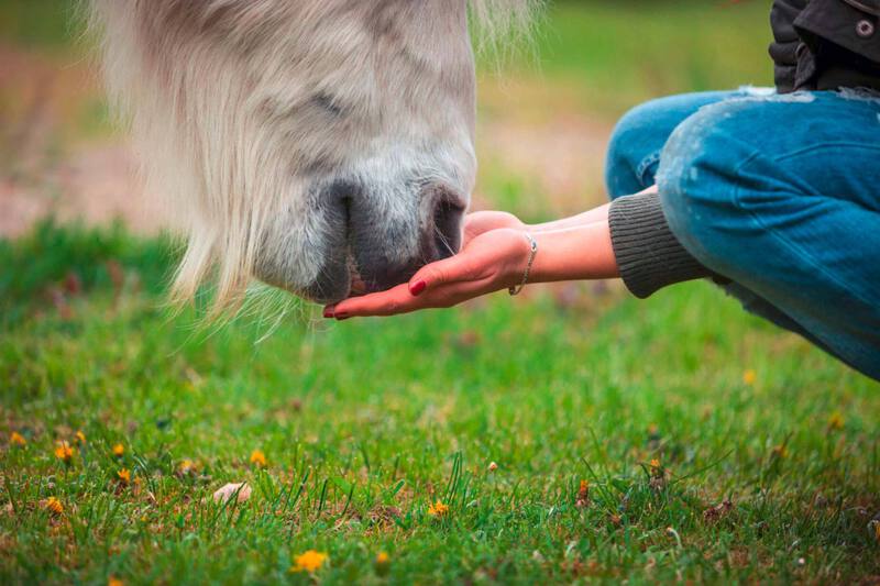 Cheval-mange-dans-la-main