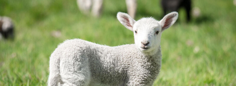 LACME-Conseils-agriculture-elevage-cloture-electrique-bandeau-agneau-mouton-01