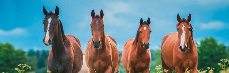 LACME-Conseils-cloture-bandeau-chevaux-dans-pre-01