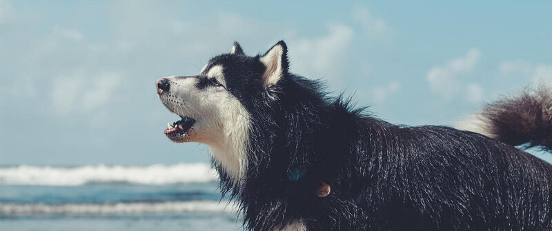 LACME-Conseils-agriculture-elevage-education-canine-aboie-chien-bandeau