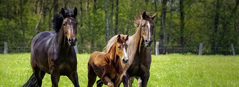Copie (1) de LACME-Produits-Cloture-bandeau-juments-poulain-course-1920x660