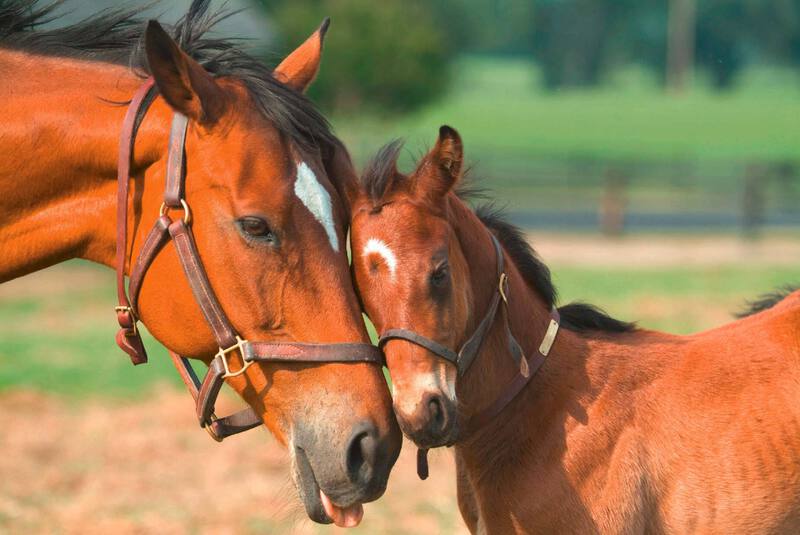 Jument-et-poulain-pre