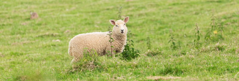 LACME-Conseils-agriculture-elevage-cloture-electrique-bandeau-mouton-01
