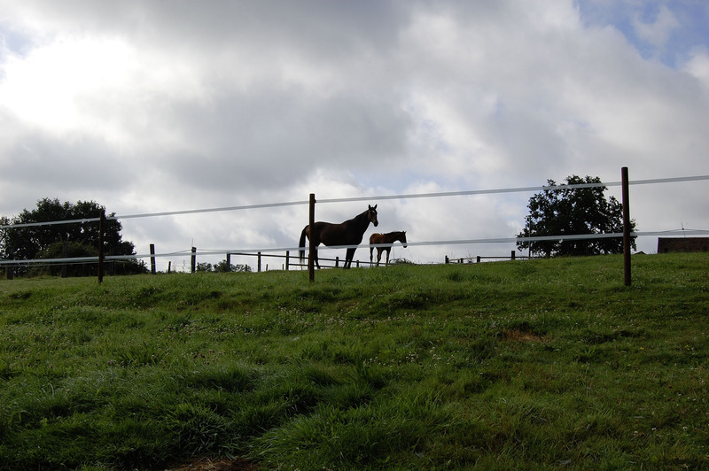 LACME-Conseils-agriculture-elevage-cloture-electrique-cheval-rectangle-jument-poulain-pré-01