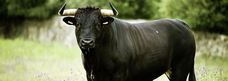 LACME-Conseils-agriculture-elevage-cloture-electrique-elevage-bandeau-taureau-01