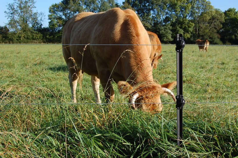 LACME-Conseils-agriculture-elevage-cloture-electrique-elevage-rectangle-vache-protensile-01