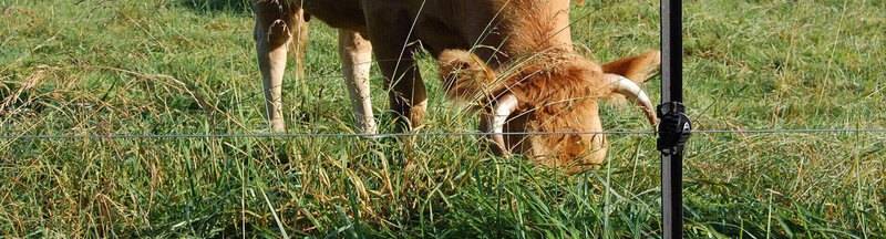 LACME-Conseils-agriculture-elevage-cloture-electrique-elevage-bandeau-vache-protensile-01
