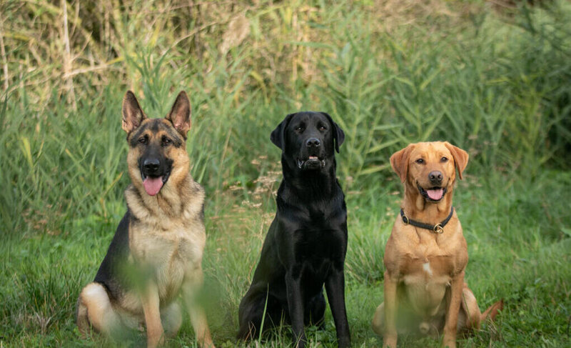 LACME-Conseils-agriculture-elevage-education-canine-plusieurs-chiens-rectangle