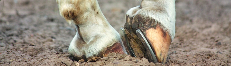 LACME-equipement-cheval-zoom-pieds