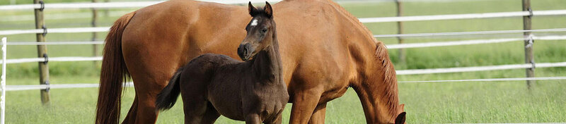 LACME-Produits-Cloture-bandeau-cheval-ruban-pre-1920x400