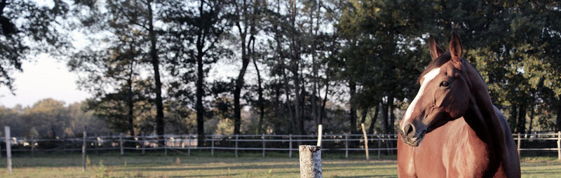 LACME-Produits-Cloture-bandeau-juments-cloture-01