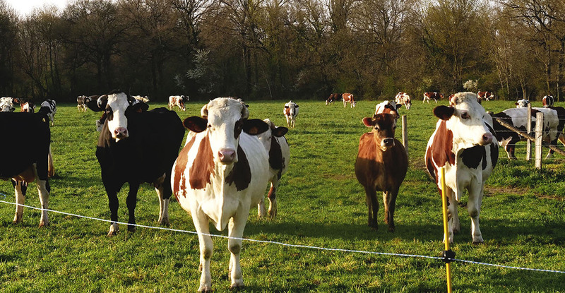 LACME-Produits-Cloture-bandeau-vache-piquet-fibre-1920x660