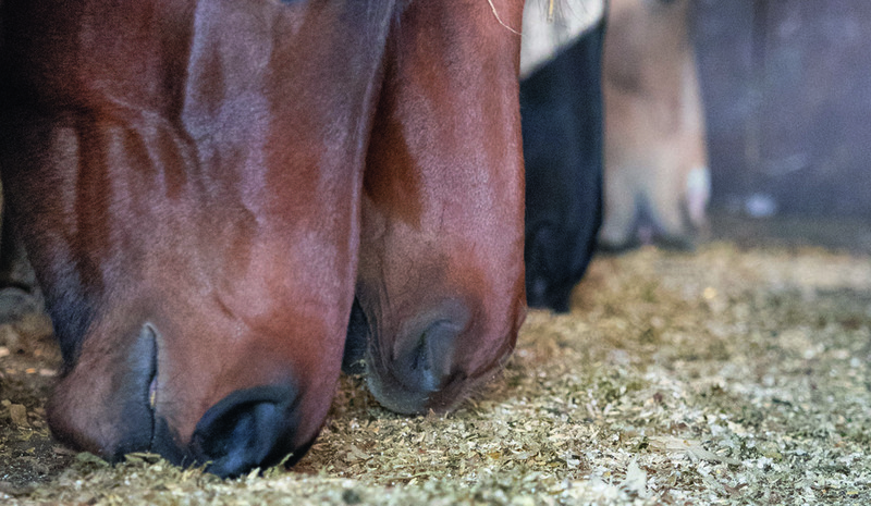 LACME-Produits-Passional-bandeau-cheval-soins-complement-alimentaire-1920x660