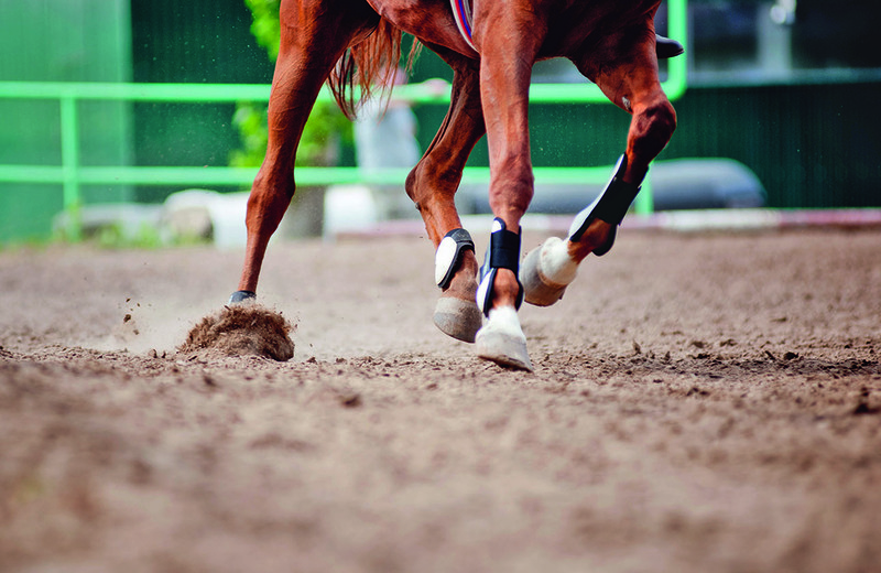 LACME-Produits-Passional-bandeau-protection-cheval-1920x660