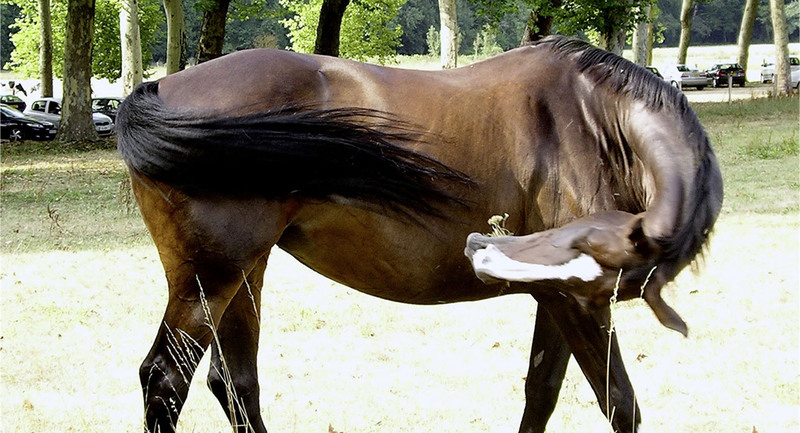 LACME-Produits-Passional-bandeau-soins-mouches-insectifuge-cheval-1920x660