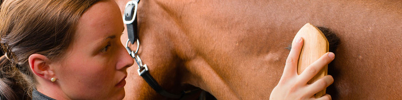 LACME-Produits-Passional-bandeau-soins-repos-pansage-cheval-1920x480jpg